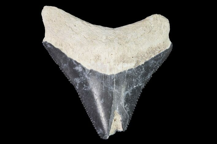 Bargain, Bone Valley Megalodon Tooth - Florida #99830